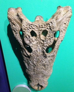 Sunderlan Museum - alligator skull