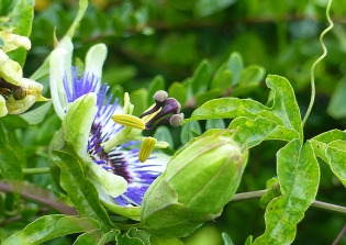 A passion Flower in bloom