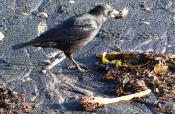 the crow with a crab leg