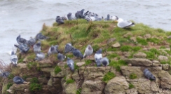 I've not seen pigeons and gulls together on a seaside rock before