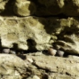 snails between two rock layers
